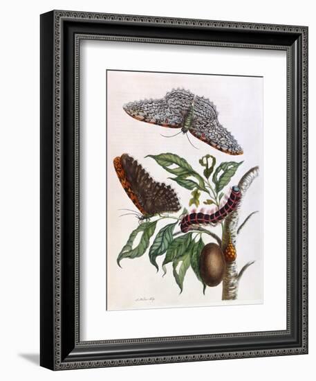 Butterfly Illustration by Maria Sibylla Merian-null-Framed Art Print