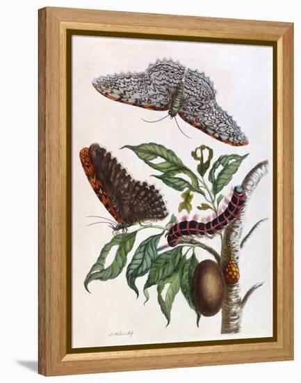 Butterfly Illustration by Maria Sibylla Merian-null-Framed Stretched Canvas