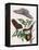 Butterfly Illustration by Maria Sibylla Merian-null-Framed Stretched Canvas
