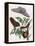 Butterfly Illustration by Maria Sibylla Merian-null-Framed Stretched Canvas
