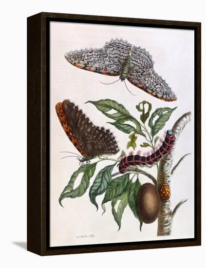 Butterfly Illustration by Maria Sibylla Merian-null-Framed Stretched Canvas