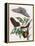 Butterfly Illustration by Maria Sibylla Merian-null-Framed Stretched Canvas