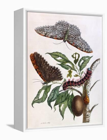 Butterfly Illustration by Maria Sibylla Merian-null-Framed Stretched Canvas