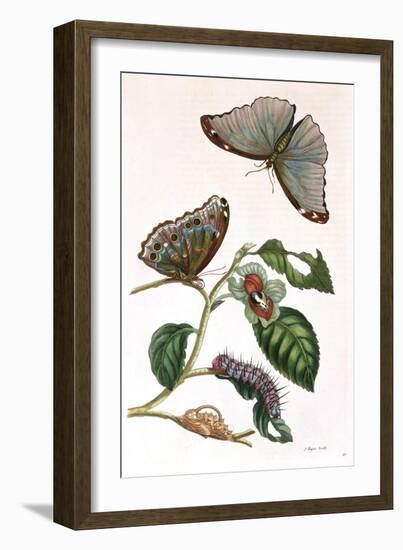Butterfly Illustration by Maria Sibylla Merian-null-Framed Art Print