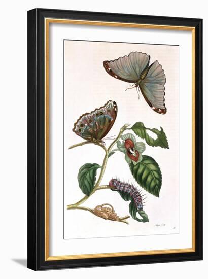 Butterfly Illustration by Maria Sibylla Merian-null-Framed Art Print