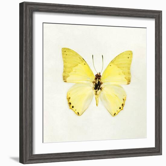 Butterfly Impression III-Irene Suchocki-Framed Giclee Print