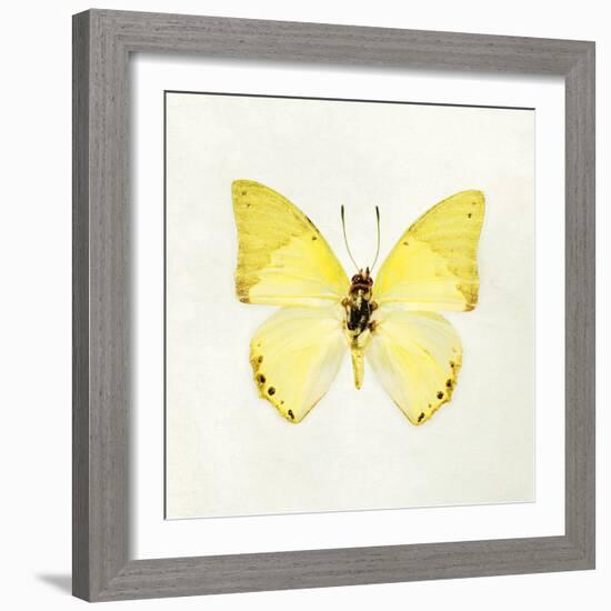 Butterfly Impression III-Irene Suchocki-Framed Giclee Print