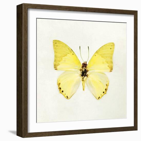 Butterfly Impression III-Irene Suchocki-Framed Giclee Print