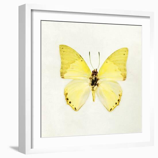 Butterfly Impression III-Irene Suchocki-Framed Giclee Print