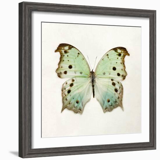 Butterfly Impression-Irene Suchocki-Framed Giclee Print