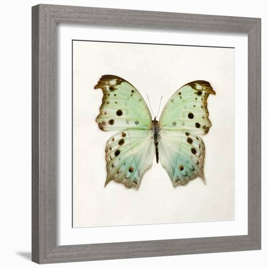 Butterfly Impression-Irene Suchocki-Framed Giclee Print