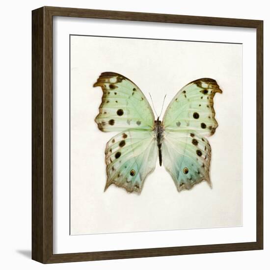 Butterfly Impression-Irene Suchocki-Framed Giclee Print