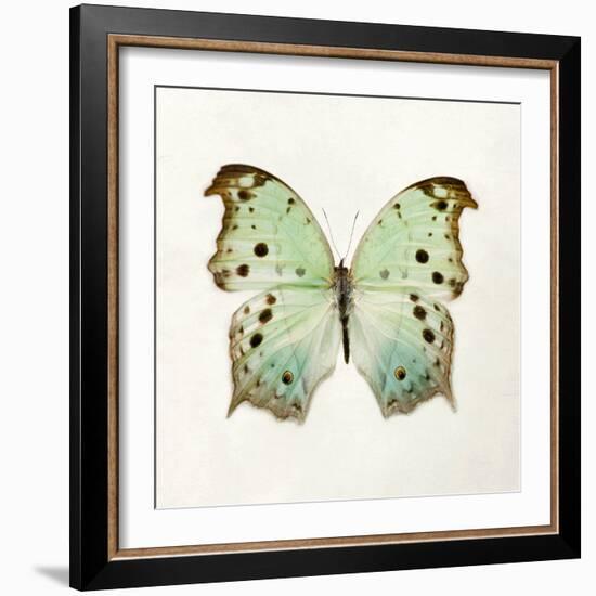 Butterfly Impression-Irene Suchocki-Framed Giclee Print