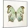 Butterfly Impression-Irene Suchocki-Mounted Giclee Print