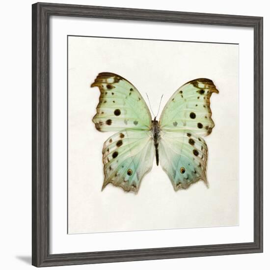 Butterfly Impression-Irene Suchocki-Framed Giclee Print