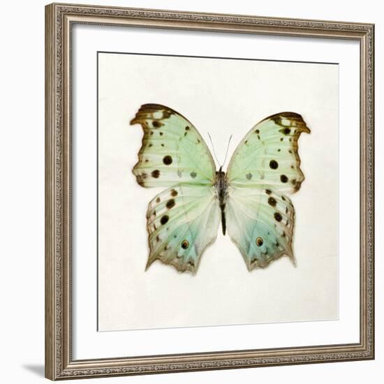 Butterfly Impression-Irene Suchocki-Framed Giclee Print