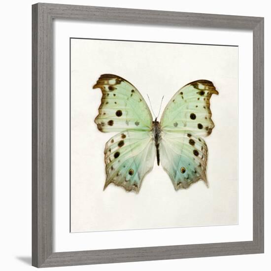 Butterfly Impression-Irene Suchocki-Framed Giclee Print