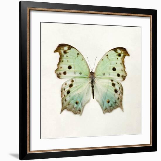 Butterfly Impression-Irene Suchocki-Framed Giclee Print