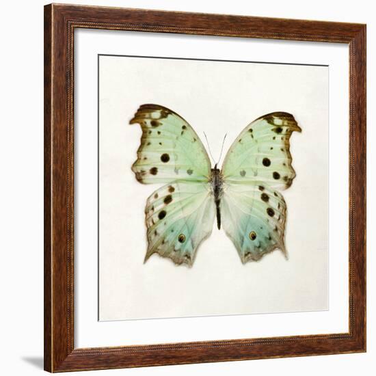 Butterfly Impression-Irene Suchocki-Framed Giclee Print