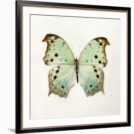 Butterfly Impression-Irene Suchocki-Framed Giclee Print