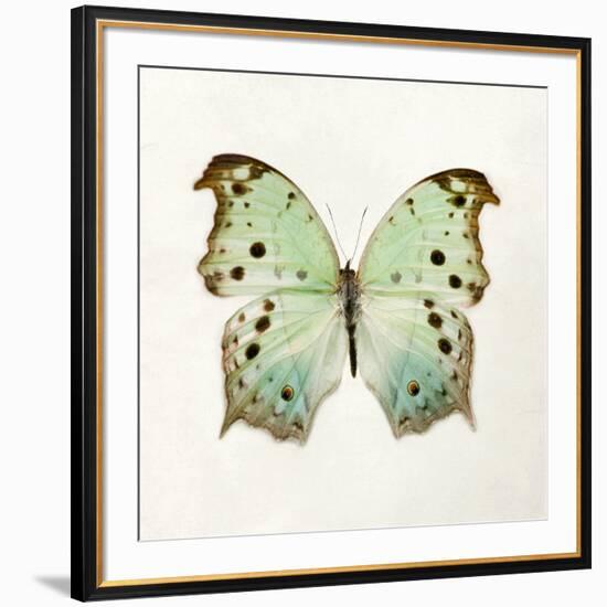 Butterfly Impression-Irene Suchocki-Framed Giclee Print