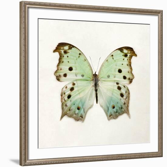 Butterfly Impression-Irene Suchocki-Framed Giclee Print