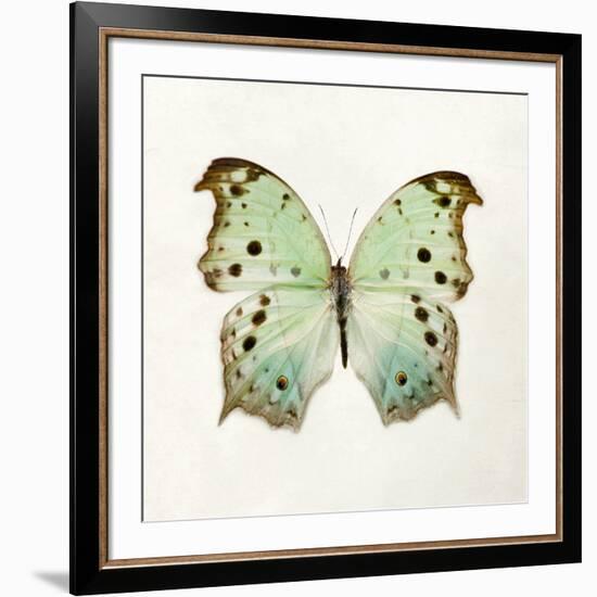 Butterfly Impression-Irene Suchocki-Framed Giclee Print