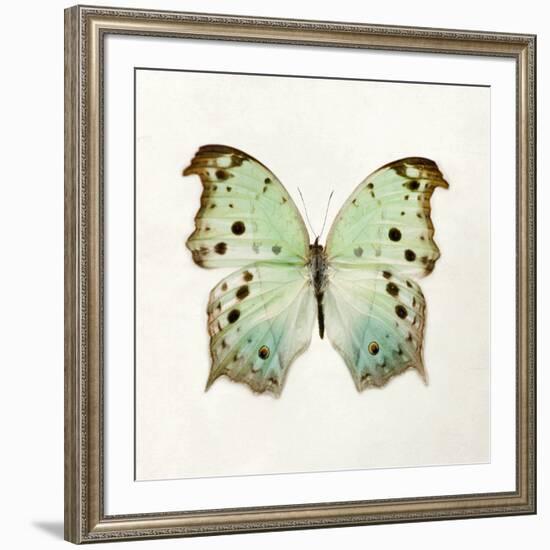 Butterfly Impression-Irene Suchocki-Framed Giclee Print