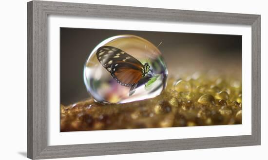 Butterfly in a Bubble-Gordon Semmens-Framed Photographic Print