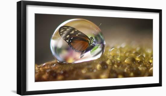 Butterfly in a Bubble-Gordon Semmens-Framed Photographic Print