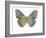 Butterfly in Amethyst II-Julia Bosco-Framed Art Print