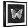 Butterfly In Black-Emanuela Carratoni-Framed Art Print