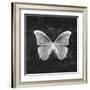 Butterfly In Black-Emanuela Carratoni-Framed Art Print
