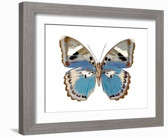 Butterfly in Pink I-Julia Bosco-Framed Art Print