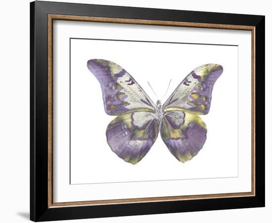 Butterfly in Teal and Blue-Julia Bosco-Framed Art Print