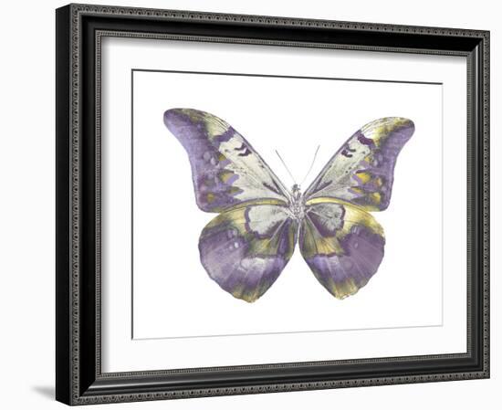 Butterfly in Teal and Blue-Julia Bosco-Framed Art Print
