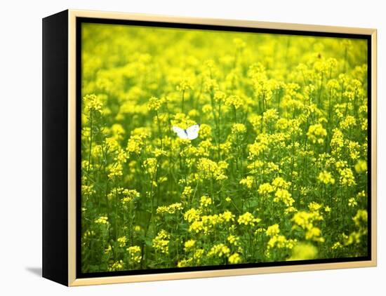 Butterfly in the Rape Field-null-Framed Premier Image Canvas