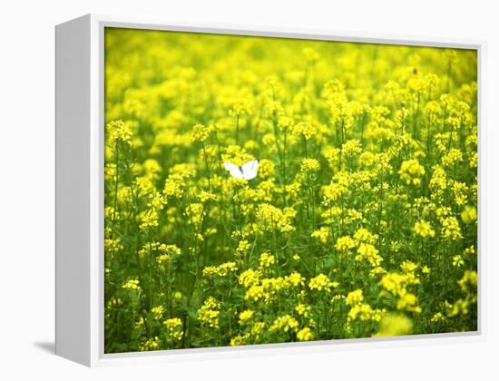 Butterfly in the Rape Field-null-Framed Premier Image Canvas