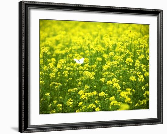 Butterfly in the Rape Field-null-Framed Photographic Print