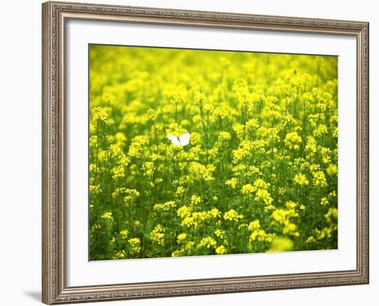 Butterfly in the Rape Field-null-Framed Photographic Print