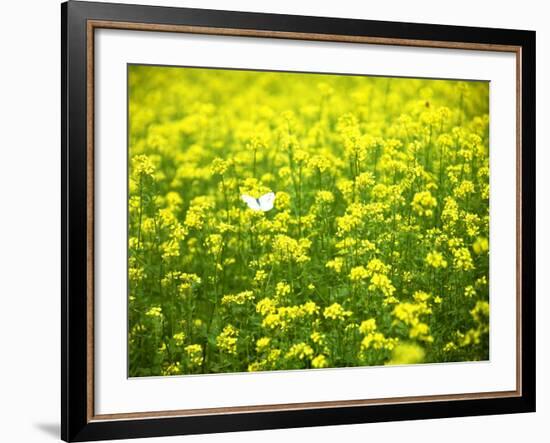 Butterfly in the Rape Field-null-Framed Photographic Print