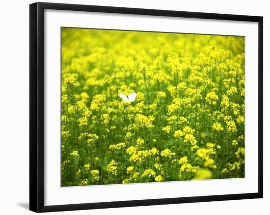 Butterfly in the Rape Field-null-Framed Photographic Print