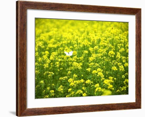 Butterfly in the Rape Field-null-Framed Photographic Print