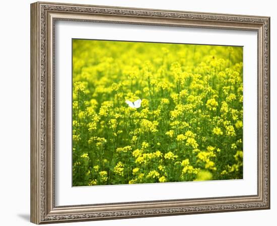 Butterfly in the Rape Field-null-Framed Photographic Print