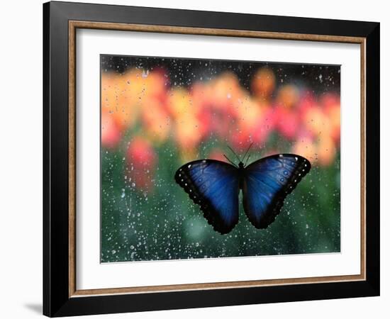 Butterfly in the White River Gardens, Indianapolis, Indiana, USA-Anna Miller-Framed Photographic Print