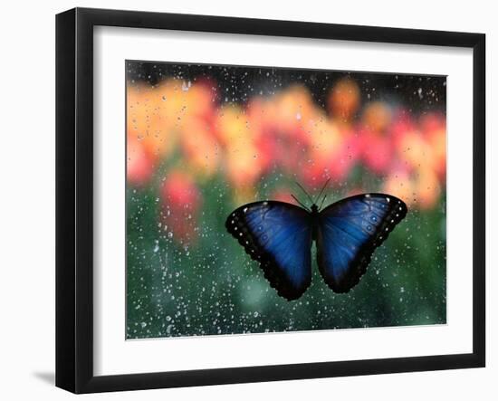 Butterfly in the White River Gardens, Indianapolis, Indiana, USA-Anna Miller-Framed Photographic Print