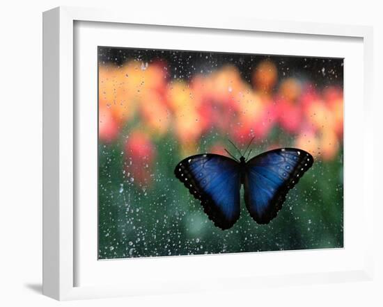 Butterfly in the White River Gardens, Indianapolis, Indiana, USA-Anna Miller-Framed Photographic Print