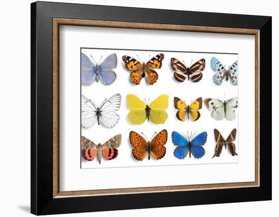 Butterfly, Insect, Wing.-Billion Photos-Framed Photographic Print