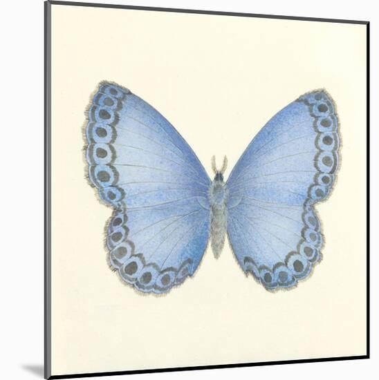 Butterfly IV-Sophie Golaz-Mounted Premium Giclee Print