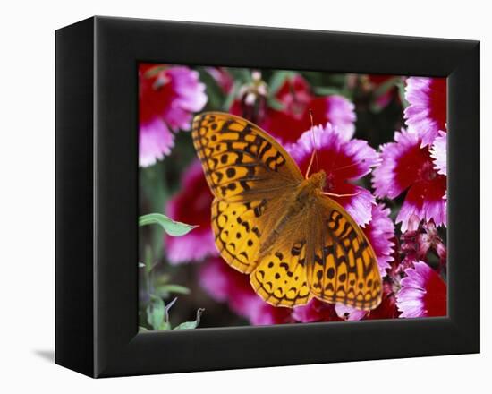 Butterfly Landing on Flowers-Ralph Morsch-Framed Premier Image Canvas